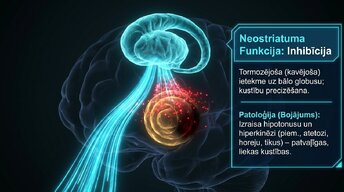 Presentations 'Zemgarozas kodolu arhitektūra un neirobioloģija', 6.