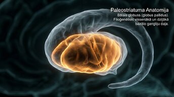 Presentations 'Zemgarozas kodolu arhitektūra un neirobioloģija', 7.