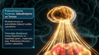 Presentations 'Zemgarozas kodolu arhitektūra un neirobioloģija', 8.