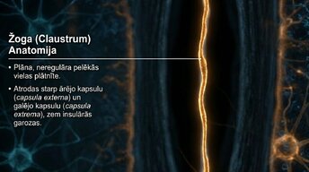 Presentations 'Zemgarozas kodolu arhitektūra un neirobioloģija', 10.