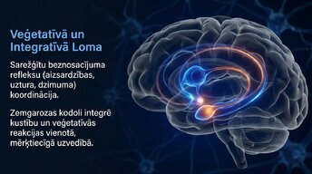 Presentations 'Zemgarozas kodolu arhitektūra un neirobioloģija', 12.