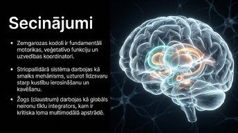 Presentations 'Zemgarozas kodolu arhitektūra un neirobioloģija', 13.