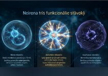 Presentations 'Bioloģiskā elektrība: neirona iekšējais kosmoss', 3.