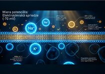 Presentations 'Bioloģiskā elektrība: neirona iekšējais kosmoss', 4.