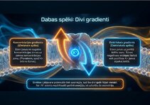 Presentations 'Bioloģiskā elektrība: neirona iekšējais kosmoss', 5.