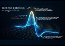 Presentations 'Bioloģiskā elektrība: neirona iekšējais kosmoss', 7.