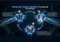 Presentations 'Bioloģiskā elektrība: neirona iekšējais kosmoss', 8.