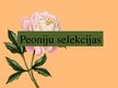 Presentations 'Peoniju selekcija', 1.