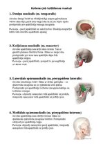Summaries, Notes 'Sejas muskuļi', 2.