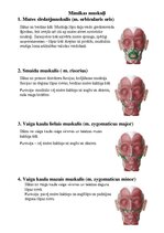 Summaries, Notes 'Sejas muskuļi', 3.