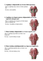 Summaries, Notes 'Sejas muskuļi', 4.