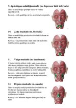 Summaries, Notes 'Sejas muskuļi', 5.