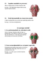 Summaries, Notes 'Sejas muskuļi', 6.