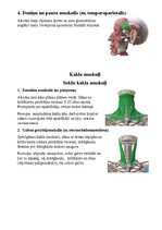 Summaries, Notes 'Sejas muskuļi', 8.