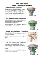 Summaries, Notes 'Sejas muskuļi', 9.