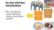Presentations 'Zīdītāju vairošanās', 3.
