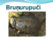 Presentations 'Bruņurupuči', 1.