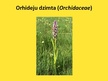 Presentations 'Orhideju dzimta', 2.