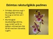 Presentations 'Orhideju dzimta', 4.