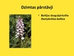 Presentations 'Orhideju dzimta', 12.