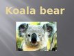 Presentations 'Koala Bear', 1.