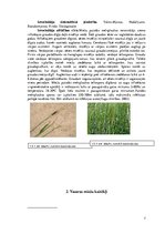 Research Papers 'Vasaras miežu augu aizsardzības sistēma', 7.