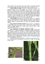 Research Papers 'Vasaras miežu augu aizsardzības sistēma', 12.