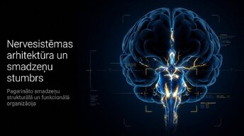 Presentations 'Nervu sistēmas arhitektūra un smadzeņu stumbrs', 1.
