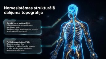 Presentations 'Nervu sistēmas arhitektūra un smadzeņu stumbrs', 2.