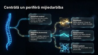 Presentations 'Nervu sistēmas arhitektūra un smadzeņu stumbrs', 3.