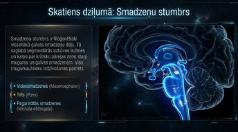 Presentations 'Nervu sistēmas arhitektūra un smadzeņu stumbrs', 4.