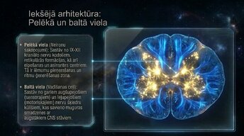 Presentations 'Nervu sistēmas arhitektūra un smadzeņu stumbrs', 9.