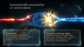 Presentations 'Nervu sistēmas arhitektūra un smadzeņu stumbrs', 11.
