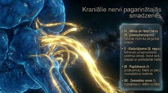 Presentations 'Nervu sistēmas arhitektūra un smadzeņu stumbrs', 12.