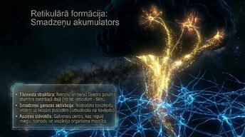 Presentations 'Nervu sistēmas arhitektūra un smadzeņu stumbrs', 13.