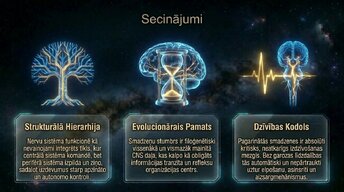 Presentations 'Nervu sistēmas arhitektūra un smadzeņu stumbrs', 14.