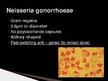 Presentations 'Gonorrhea', 4.