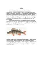 Research Papers 'Desmit izplatītākās zivju sugas Latvijā', 4.