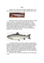 Research Papers 'Desmit izplatītākās zivju sugas Latvijā', 5.