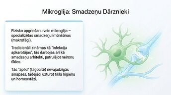 Presentations 'Sinaptiskā apgriešana: kāpēc smadzenes likvidē neizmantotos savienojumus', 6.