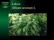 Presentations 'Aizsargājamie augi Latvijā', 10.