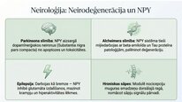 Presentations 'Neiropeptīds Y un galvenie neiromediatori', 16.