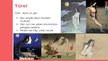 Presentations 'Japāņu mitoloģiskās būtnes', 13.