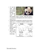 Research Papers 'Gigantiskās pandas', 7.