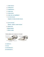 Samples 'Gremošanas aparāts', 3.