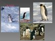 Presentations 'Pingvīnveidīgo kārta', 8.