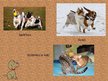 Presentations 'Prezentācija par mājdzīvniekiem 5-6 gadus veciem bērniem', 22.
