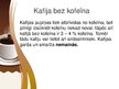 Presentations 'Kafija', 20.