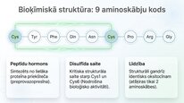 Presentations 'Vazopresīns', 4.