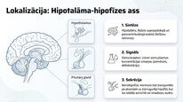 Presentations 'Vazopresīns', 7.